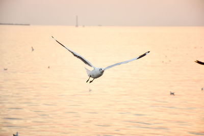 Seagull flying over sea