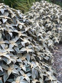 Close-up of dried leaves on field