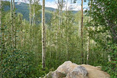 Pine trees in forest against sky