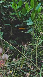 Full frame shot of plants growing on field