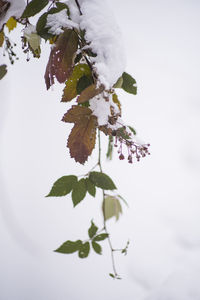 Low angle view of snow covered tree against sky