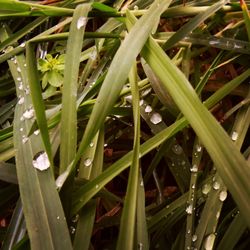 Full frame of water drops on grass