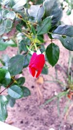 Close up of red flower