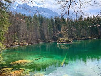 Scenic view of lake in forest