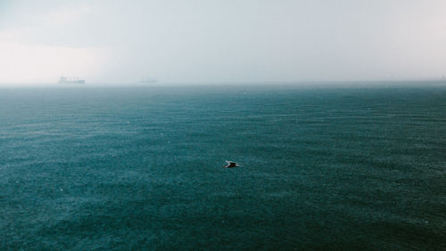 Bird flying over the sea as it is raining