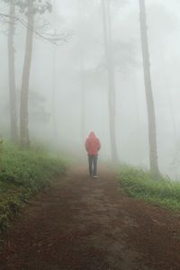 Rear view of man wearing red jacket walking in misty forest