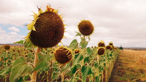 Close-up of sunflower on field against sky