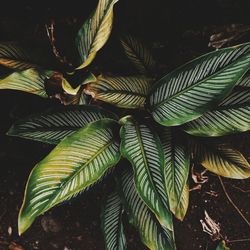 Close-up of fresh green leaves