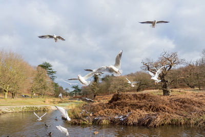 Seagulls flying over lake against sky