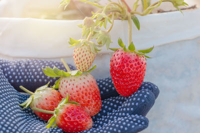 Close-up of strawberries on table