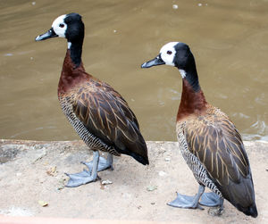 White-face whistling ducks in madagascar