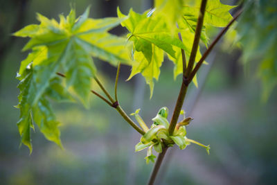 Close-up of plant leaves