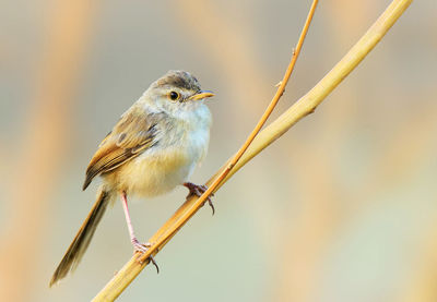 Close-up of bird perching on branch