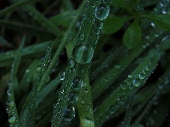 Close-up of wet plant leaves during rainy season