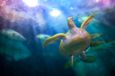 Low angle view of turtle swimming under water