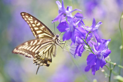 Close-up of butterfly pollinating on purple flower