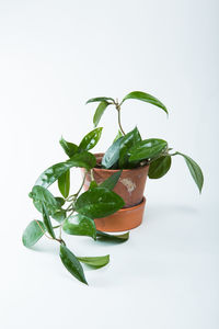 House plant with a white background