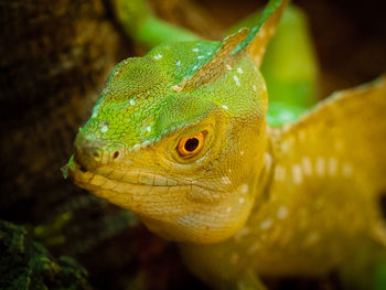 Close-up of lizard