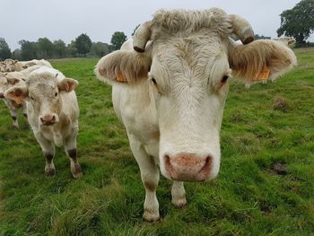 Cow standing in a field, looking camera