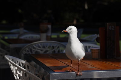 Seagull perching on railing