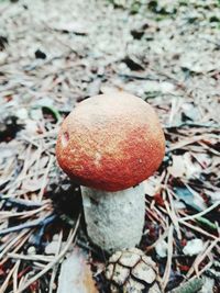 Close-up of fly agaric mushroom