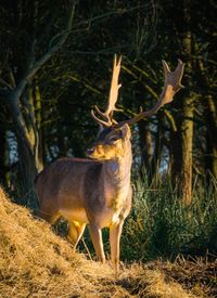 Deer standing in a forest