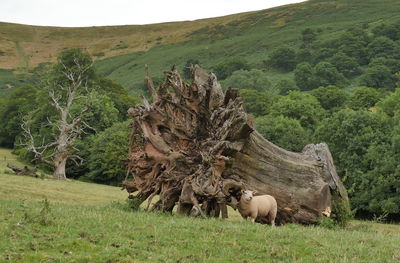 Scenic view of tree on field