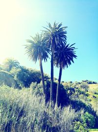 Coconut palm trees on field against clear sky