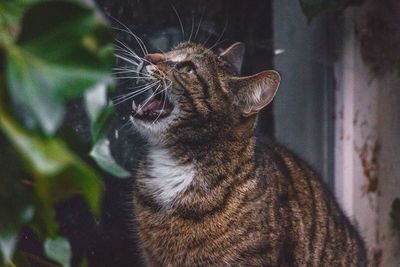 Close-up of cat sitting outdoors