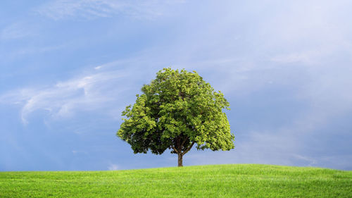 Tree on field against sky