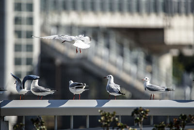 Seagulls flying against building