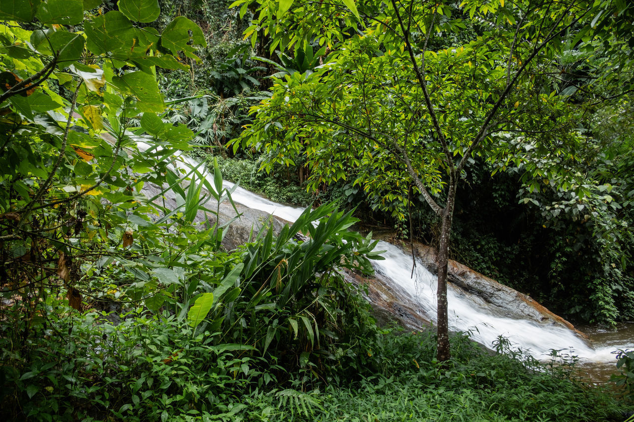 TREES GROWING IN FOREST