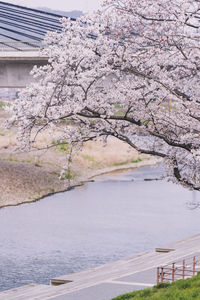 View of cherry blossom by river