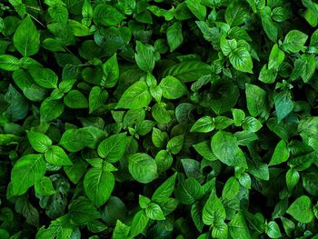 Full frame shot of green leaves