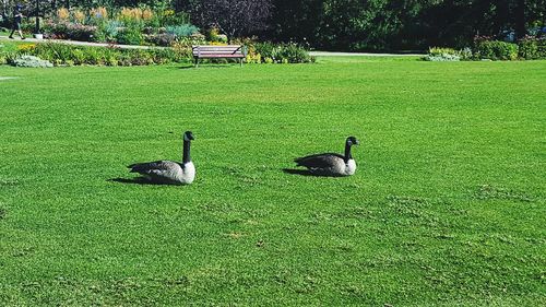 Ducks on grass by lake