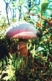 Close-up of mushroom on tree