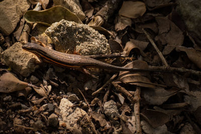 Close-up of lizard on ground