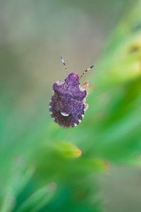 Close-up of butterfly on purple flower