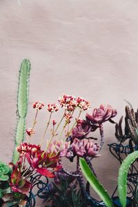 Close-up of pink flowers