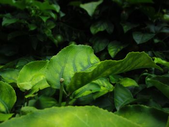 Close-up of green leaves on plant