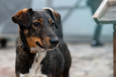 Dog waiting for adoption in animal shelter. homeless dog in the shelter. stray animals concept.