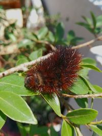 Close-up of insect on plant