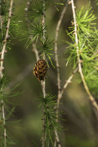 Larch trees with beautiful cones that hang beautifully during the autumn time in swedish nature