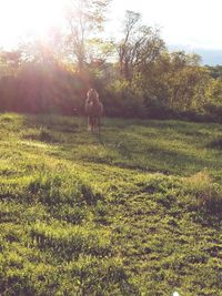 Horse on grassy field