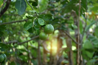 Close-up of berries growing on tree