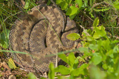 animal