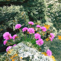 Close-up of pink flowers