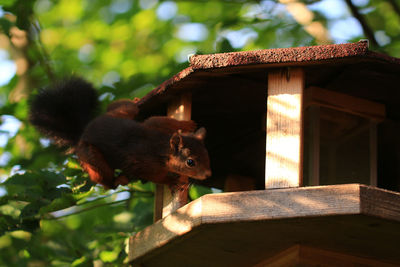 Close-up of squirrel on tree