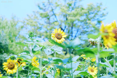 Close-up of honey bee on yellow flower