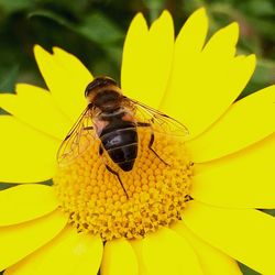 Close-up of bee pollinating on flower